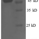 SDS-PAGE separation of QP6458 followed by commassie total protein stain results in a primary band consistent with reported data for Homeobox protein OTX2. These data demonstrate Greater than 90% as determined by SDS-PAGE.