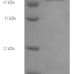 SDS-PAGE separation of QP6459 followed by commassie total protein stain results in a primary band consistent with reported data for OXCT1. These data demonstrate Greater than 90% as determined by SDS-PAGE.