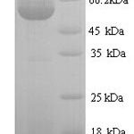 SDS-PAGE separation of QP6460 followed by commassie total protein stain results in a primary band consistent with reported data for P4HB / ERBA2L. These data demonstrate Greater than 90% as determined by SDS-PAGE.