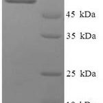 SDS-PAGE separation of QP6461 followed by commassie total protein stain results in a primary band consistent with reported data for Polyadenylate-binding protein 1. These data demonstrate Greater than 90% as determined by SDS-PAGE.