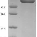 SDS-PAGE separation of QP6472 followed by commassie total protein stain results in a primary band consistent with reported data for Procollagen C-endopeptidase enhancer 2. These data demonstrate Greater than 90% as determined by SDS-PAGE.