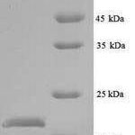 SDS-PAGE separation of QP6476 followed by commassie total protein stain results in a primary band consistent with reported data for Peptide deformylase. These data demonstrate Greater than 90% as determined by SDS-PAGE.