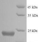 SDS-PAGE separation of QP6478 followed by commassie total protein stain results in a primary band consistent with reported data for Peptide deformylase. These data demonstrate Greater than 90% as determined by SDS-PAGE.