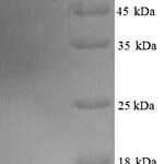 SDS-PAGE separation of QP6479 followed by commassie total protein stain results in a primary band consistent with reported data for Protein disulfide-isomerase A2. These data demonstrate Greater than 90% as determined by SDS-PAGE.