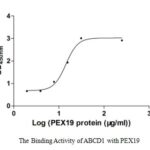 SEQUEST analysis of LC MS/MS spectra obtained from a run with QP6483 identified a match between this protein and the spectra of a peptide sequence that matches a region of Peroxisomal biogenesis factor 19.