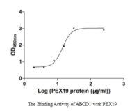 SEQUEST analysis of LC MS/MS spectra obtained from a run with QP6483 identified a match between this protein and the spectra of a peptide sequence that matches a region of Peroxisomal biogenesis factor 19.