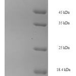 SDS-PAGE separation of QP6486 followed by commassie total protein stain results in a primary band consistent with reported data for Phosphoglucomutase-1. These data demonstrate Greater than 90% as determined by SDS-PAGE.