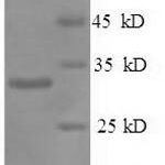 SDS-PAGE separation of QP6488 followed by commassie total protein stain results in a primary band consistent with reported data for Prohibitin. These data demonstrate Greater than 90% as determined by SDS-PAGE.