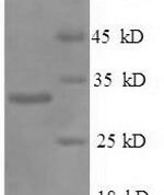 SDS-PAGE separation of QP6488 followed by commassie total protein stain results in a primary band consistent with reported data for Prohibitin. These data demonstrate Greater than 90% as determined by SDS-PAGE.