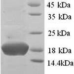 SDS-PAGE separation of QP6491 followed by commassie total protein stain results in a primary band consistent with reported data for PHPT1 / PHP14. These data demonstrate Greater than 90% as determined by SDS-PAGE.