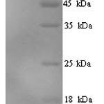 SDS-PAGE separation of QP6493 followed by commassie total protein stain results in a primary band consistent with reported data for PI3 / Elafin / WFDC14. These data demonstrate Greater than 90% as determined by SDS-PAGE.