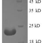 SDS-PAGE separation of QP6494 followed by commassie total protein stain results in a primary band consistent with reported data for PIGR. These data demonstrate Greater than 90% as determined by SDS-PAGE.