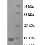 SDS-PAGE separation of QP6495 followed by commassie total protein stain results in a primary band consistent with reported data for Prolactin-inducible protein. These data demonstrate Greater than 90% as determined by SDS-PAGE.