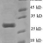 SDS-PAGE separation of QP6499 followed by commassie total protein stain results in a primary band consistent with reported data for Calcium-dependent phospholipase A2. These data demonstrate Greater than 90% as determined by SDS-PAGE.