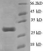 SDS-PAGE separation of QP6499 followed by commassie total protein stain results in a primary band consistent with reported data for Calcium-dependent phospholipase A2. These data demonstrate Greater than 90% as determined by SDS-PAGE.