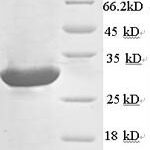 SDS-PAGE separation of QP6500 followed by commassie total protein stain results in a primary band consistent with reported data for Calcium-dependent phospholipase A2. These data demonstrate Greater than 90% as determined by SDS-PAGE.