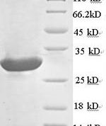 SDS-PAGE separation of QP6500 followed by commassie total protein stain results in a primary band consistent with reported data for Calcium-dependent phospholipase A2. These data demonstrate Greater than 90% as determined by SDS-PAGE.
