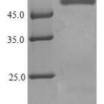 SDS-PAGE separation of QP6507 followed by commassie total protein stain results in a primary band consistent with reported data for PLTP. These data demonstrate Greater than 90% as determined by SDS-PAGE.