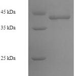 SDS-PAGE separation of QP6511 followed by commassie total protein stain results in a primary band consistent with reported data for DNA-directed RNA polymerase III subunit RPC1. These data demonstrate Greater than 90% as determined by SDS-PAGE.