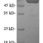 SDS-PAGE separation of QP6513 followed by commassie total protein stain results in a primary band consistent with reported data for Serum paraoxonase / arylesterase 1. These data demonstrate Greater than 90% as determined by SDS-PAGE.