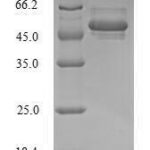 SDS-PAGE separation of QP6517 followed by commassie total protein stain results in a primary band consistent with reported data for POU domain