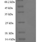 SDS-PAGE separation of QP6518 followed by commassie total protein stain results in a primary band consistent with reported data for PPARG. These data demonstrate Greater than 80% as determined by SDS-PAGE.