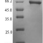 SDS-PAGE separation of QP6521 followed by commassie total protein stain results in a primary band consistent with reported data for Protoporphyrinogen oxidase. These data demonstrate Greater than 90% as determined by SDS-PAGE.