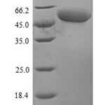 SDS-PAGE separation of QP6525 followed by commassie total protein stain results in a primary band consistent with reported data for Perforin-1. These data demonstrate Greater than 80% as determined by SDS-PAGE.