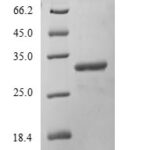 SDS-PAGE separation of QP6529 followed by commassie total protein stain results in a primary band consistent with reported data for PRKDC. These data demonstrate Greater than 90% as determined by SDS-PAGE.