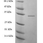 SDS-PAGE separation of QP6530 followed by commassie total protein stain results in a primary band consistent with reported data for PRKRIR. These data demonstrate Greater than 90% as determined by SDS-PAGE.