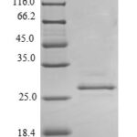 SDS-PAGE separation of QP6531 followed by commassie total protein stain results in a primary band consistent with reported data for Prolactin / PRL. These data demonstrate Greater than 90% as determined by SDS-PAGE.