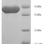 SDS-PAGE separation of QP6536 followed by commassie total protein stain results in a primary band consistent with reported data for Anionic trypsin-1. These data demonstrate Greater than 90% as determined by SDS-PAGE.