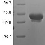 SDS-PAGE separation of QP6537 followed by commassie total protein stain results in a primary band consistent with reported data for Neurotrypsin. These data demonstrate Greater than 90% as determined by SDS-PAGE.