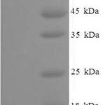 SDS-PAGE separation of QP6542 followed by commassie total protein stain results in a primary band consistent with reported data for PC4 and SFRS1-interacting protein. These data demonstrate Greater than 80% as determined by SDS-PAGE.