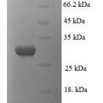 SDS-PAGE separation of QP6543 followed by commassie total protein stain results in a primary band consistent with reported data for Proteasome subunit alpha type-1. These data demonstrate Greater than 90% as determined by SDS-PAGE.