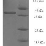 SDS-PAGE separation of QP6546 followed by commassie total protein stain results in a primary band consistent with reported data for PSMD10. These data demonstrate Greater than 90% as determined by SDS-PAGE.