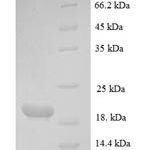 SDS-PAGE separation of QP6553 followed by commassie total protein stain results in a primary band consistent with reported data for Parathyroid hormone-related protein. These data demonstrate Greater than 90% as determined by SDS-PAGE.