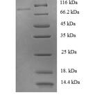 SDS-PAGE separation of QP6555 followed by commassie total protein stain results in a primary band consistent with reported data for PTPN6. These data demonstrate Greater than 90% as determined by SDS-PAGE.