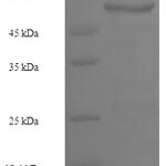 SDS-PAGE separation of QP6556 followed by commassie total protein stain results in a primary band consistent with reported data for PTPRB. These data demonstrate Greater than 90% as determined by SDS-PAGE.