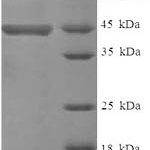 SDS-PAGE separation of QP6557 followed by commassie total protein stain results in a primary band consistent with reported data for PTPRZ1. These data demonstrate Greater than 90% as determined by SDS-PAGE.