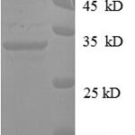 SDS-PAGE separation of QP6560 followed by commassie total protein stain results in a primary band consistent with reported data for PYCR1. These data demonstrate Greater than 90% as determined by SDS-PAGE.