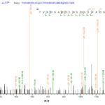 SEQUEST analysis of LC MS/MS spectra obtained from a run with QP6564 identified a match between this protein and the spectra of a peptide sequence that matches a region of Glutaminyl cyclase / QPCT.