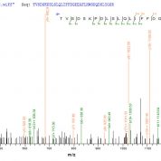 SEQUEST analysis of LC MS/MS spectra obtained from a run with QP6564 identified a match between this protein and the spectra of a peptide sequence that matches a region of Glutaminyl cyclase / QPCT.