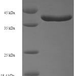 SDS-PAGE separation of QP6566 followed by commassie total protein stain results in a primary band consistent with reported data for Ras-related protein Rab-11A. These data demonstrate Greater than 90% as determined by SDS-PAGE.