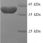 SDS-PAGE separation of QP6569 followed by commassie total protein stain results in a primary band consistent with reported data for RAB2A. These data demonstrate Greater than 90% as determined by SDS-PAGE.