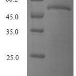 SDS-PAGE separation of QP6570 followed by commassie total protein stain results in a primary band consistent with reported data for Ras-related protein Rab-4A. These data demonstrate Greater than 80% as determined by SDS-PAGE.