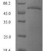 SDS-PAGE separation of QP6570 followed by commassie total protein stain results in a primary band consistent with reported data for Ras-related protein Rab-4A. These data demonstrate Greater than 80% as determined by SDS-PAGE.