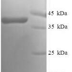 SDS-PAGE separation of QP6571 followed by commassie total protein stain results in a primary band consistent with reported data for Ras-related protein Rab-5A. These data demonstrate Greater than 90% as determined by SDS-PAGE.