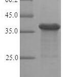SDS-PAGE separation of QP6575 followed by commassie total protein stain results in a primary band consistent with reported data for Ras-related protein Rab-8A. These data demonstrate Greater than 90% as determined by SDS-PAGE.