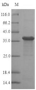 SDS-PAGE separation of QP6575 followed by commassie total protein stain results in a primary band consistent with reported data for Ras-related protein Rab-8A. These data demonstrate Greater than 90% as determined by SDS-PAGE.